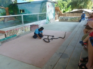 Snake charming